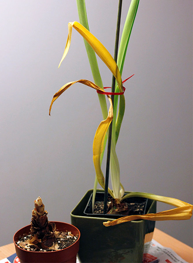 Цветок гиппеаструм – уход в домашних условиях, сорта с фото37