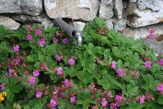 Садовая многолетняя герань – посадка и уход в открытом грунте, сорта с фото37