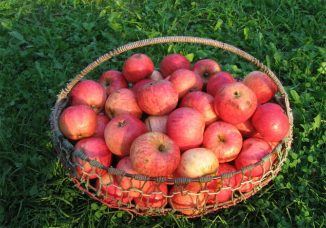 Сорт яблони Штрифлинг (Streifling, осенние полоски) — описание популярной яблони, фото5
