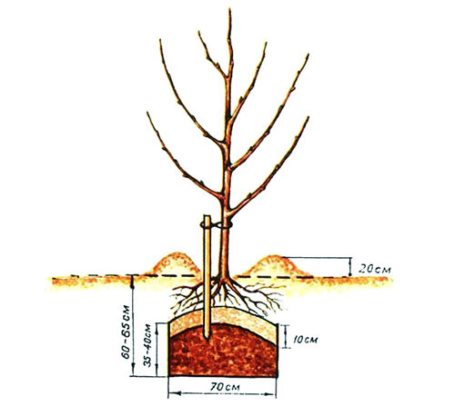 Описание народной яблони Медуница: характеристика сорта, особенности выращивания9
