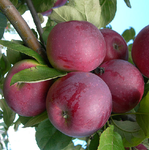 Описание сорта яблони Орлик, отзывы садоводов, фото3