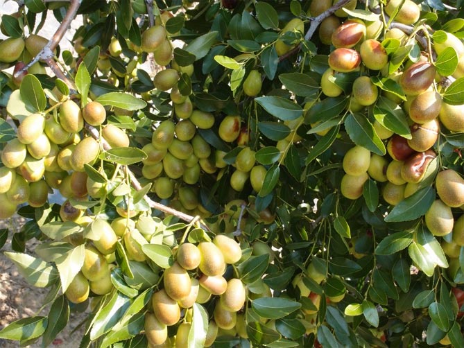 дерево унаби (китайский финик, зизифус) – посадка, выращивание и уход, сорта28