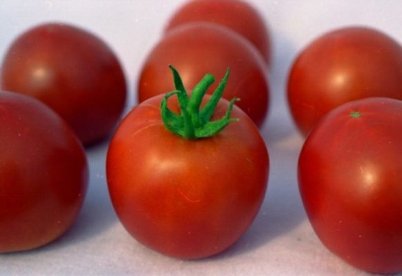 Фаршированные белые помидоры — заслуженный старый сорт