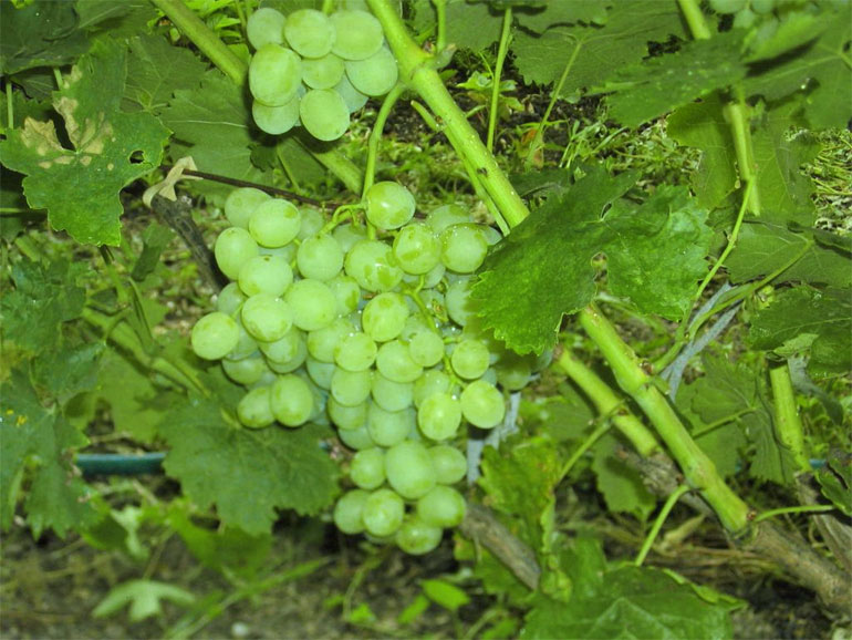 Сорт винограда Восторг — описание и характеристики, фото, отзывы0