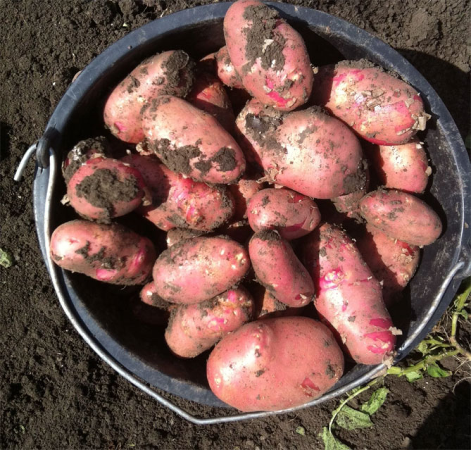 Сорт картофеля Ред Скарлет – описание, отзывы, фото8