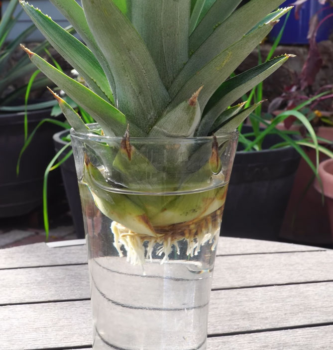 Как вырастить ананас дома из верхушки (хвоста) пошагово, фото10