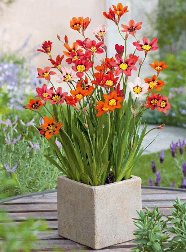 Цветы спараксиса: посадка, выращивание и уход в открытом грунте, фото в саду, сорта2