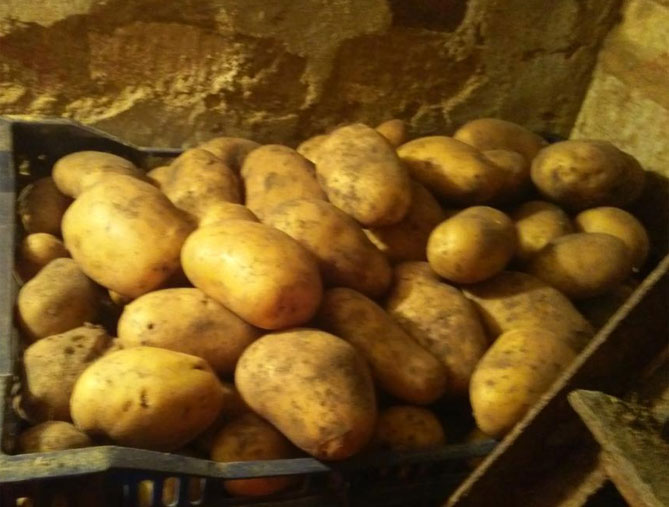 Характеристика картофеля Скарб: описание сорта, урожайность, фото, отзывы5