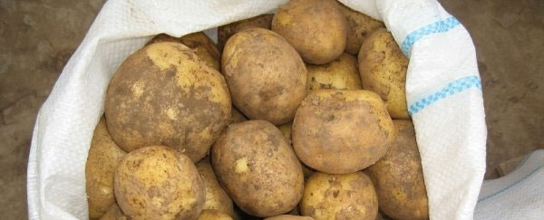 Сорт раннего картофеля Винета - описание, характеристика и отзывы, агротехника3