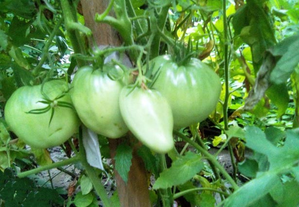 Характеристика и описание помидор Кенигсберг: отзывы и фото сорта, урожайность сортов, особенности роста