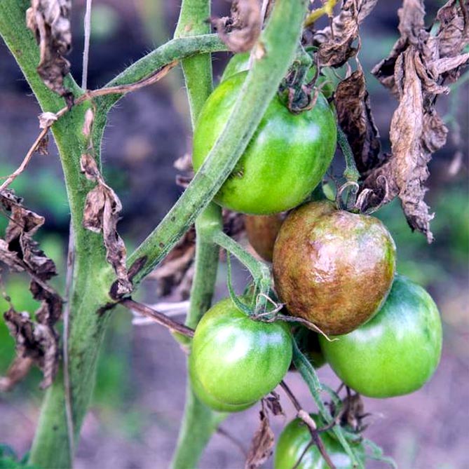 Чем обработать томаты от фитофторы: народные средства и химикаты, профилактика4