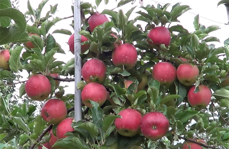 Сорт яблони Лигол – характеристика и описание, фото, отзывы садоводов2