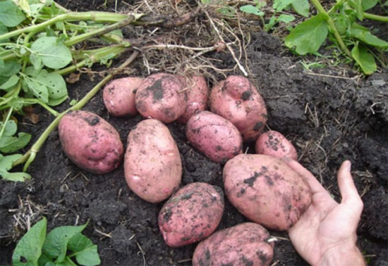 Ультраранний и ранний картофель: сорта с фото и описанием, отзывы13