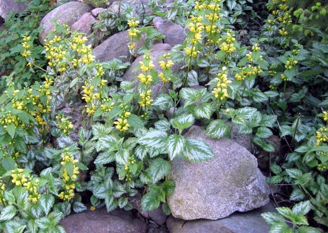 Фото и названия многолетних почвопокровных растений: цветущих и вечнозеленых28