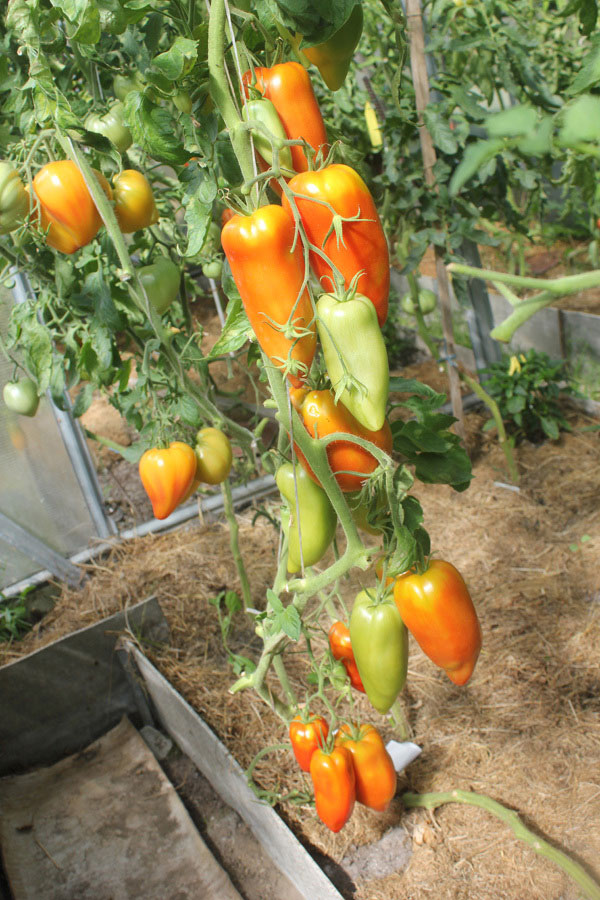 Описание сорта помидор Корнабель: характеристика плодов, куста, урожайность, фото5