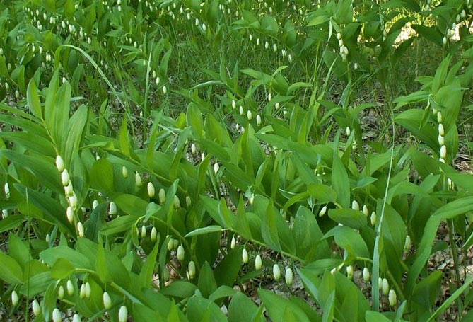 Фото и названия многолетних почвопокровных растений: цветковых и вечнозеленых54