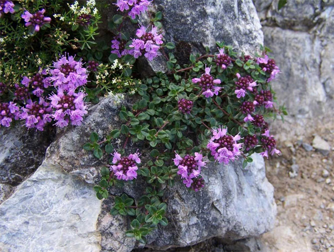 Лучшие растения для альпийской горки – цветущие, многолетние, хвойные2