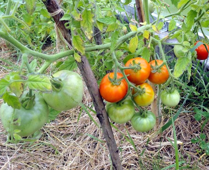 Ранний сорт томата Сибирский - описание, урожайность, отзывы и фото1