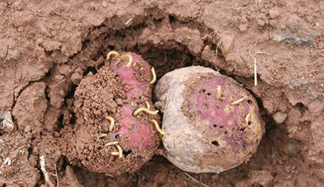 Картофельный проволочник: как от него избавиться: народные средства, агротехника5
