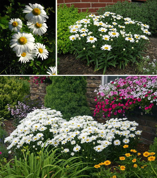 Описание многолетних садовых цветов давать с названиями и фото20