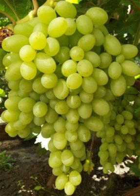 Вековые сорта винограда – для истинных любителей кишмиша