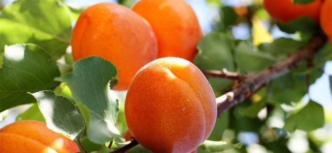 Секреты успеха прививки абрикоса