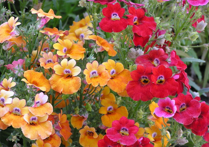 Цветы немезии - выращивание из семян, посадка в открытый грунт, уход, фото4