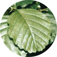 Ольха — описание и фото дерева, листьев, шишек3