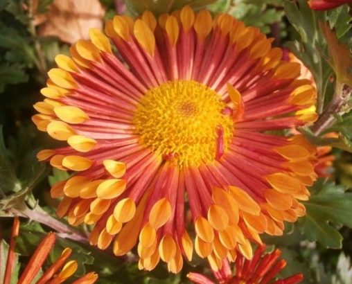 Многолетние хризантемы — сорта, фото35