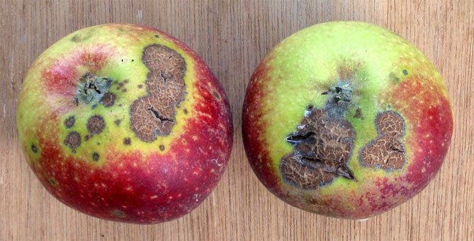 Болезни и вредители яблони с названием и описанием, обработка, фото1