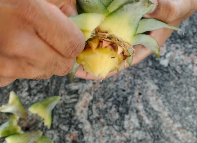 Как вырастить ананас дома из верхушки (хвоста) пошагово, фото6