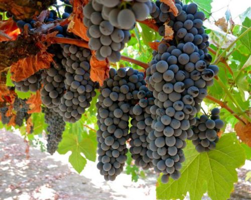 Виноград Руслан: описание сорта с характеристиками и отзывами, особенности посадки и выращивания