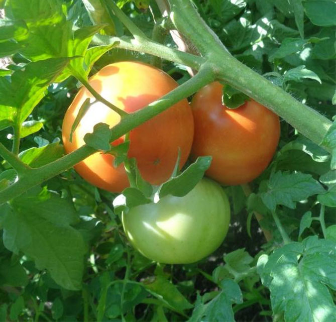 Описание сорта помидор Филлер белый — урожайность, другие характеристики, отзывы, фото4