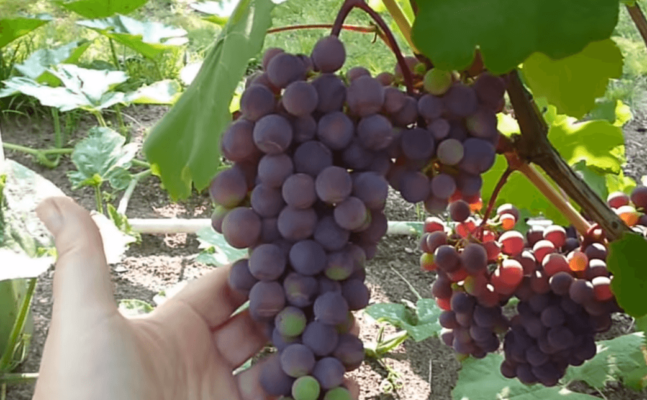 Ранний фиолетовый виноград: как выращивать с учетом сортовых особенностей