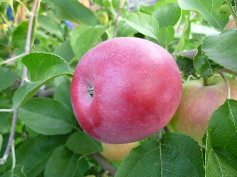 Описание сорта яблок Слава победителям: урожайность, фото, отзывы0