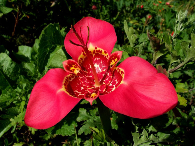 Цветок тигридия павлинья: посадка, выращивание и уход в открытом грунте, сорта, фото6