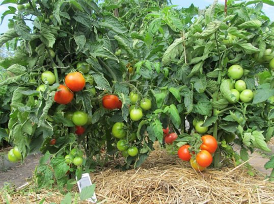 Русская яблоня — урожайный сорт томатов для ленивых дачников