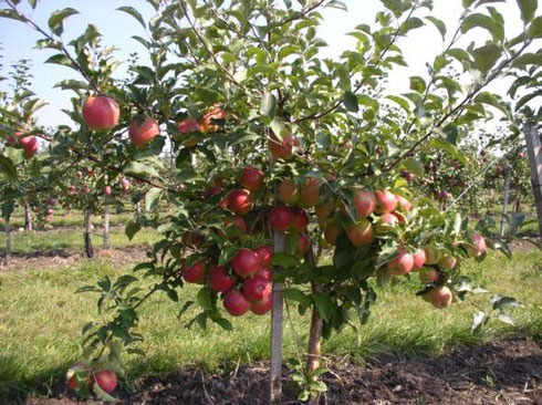 Сорт яблони Штрифлинг (Streifling, осенняя полоска) — описание популярной яблони, фото4