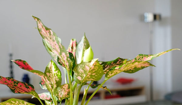 Цветок аглаонема – уход в домашних условиях, сорта с фото и описанием27