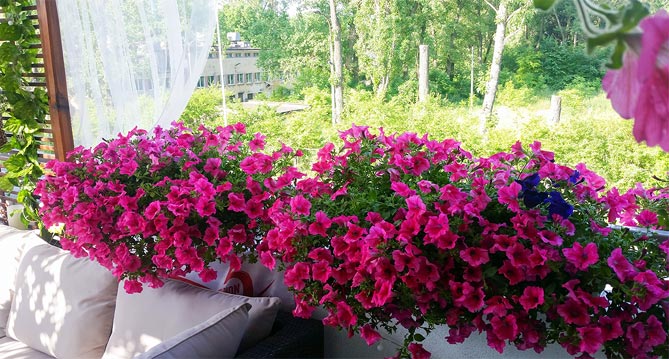 Какие цветы выращивают на балконе фото и названия36