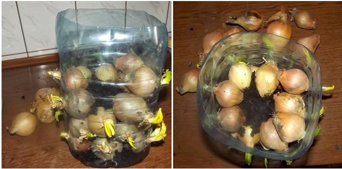 Как вырастить зеленый лук дома на подоконнике - в воде, грунте9