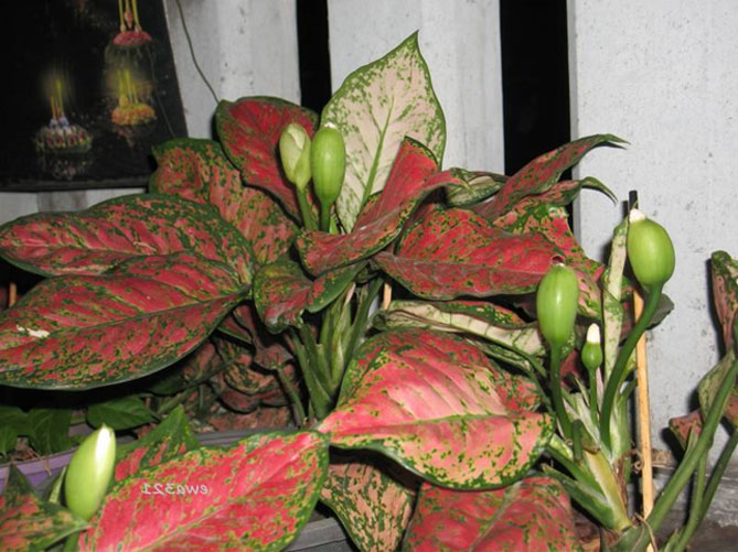 Цветок аглаонема – уход в домашних условиях, сорта с фото и описанием13