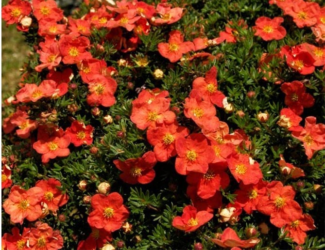 Однолетние и многолетние низкорослые бордюрные цветы, фото в цветниках68