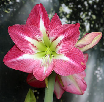 Цветок гиппеаструм – уход в домашних условиях, сорта с фото29
