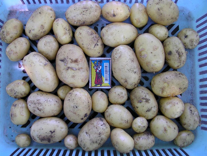 Описание и характеристика сорта картофеля Пикассо, урожайность, отзывы, фото2