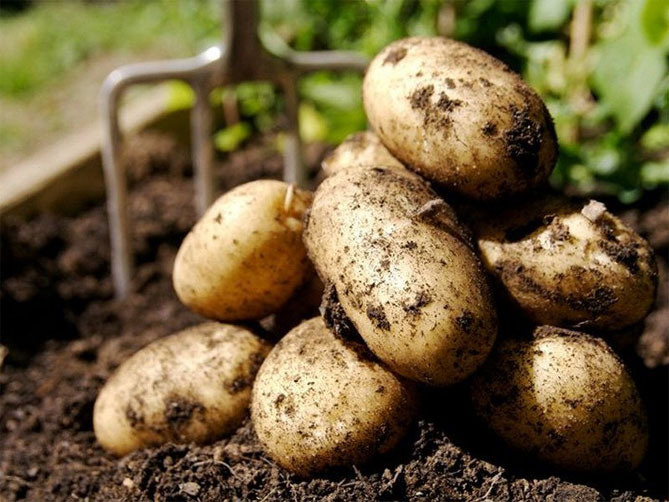 Сорт картофеля Ривьера: характеристика, описание и отзывы, вкусовые качества, агротехника, фото8