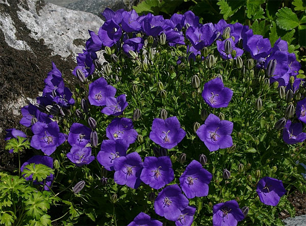 Лучшие растения для альпийской горки – цветущие, многолетние, хвойные16