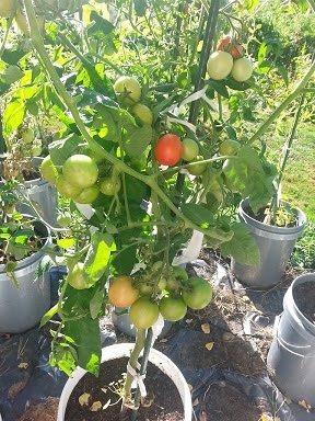 Русская яблоня — урожайный сорт томатов для ленивых дачников