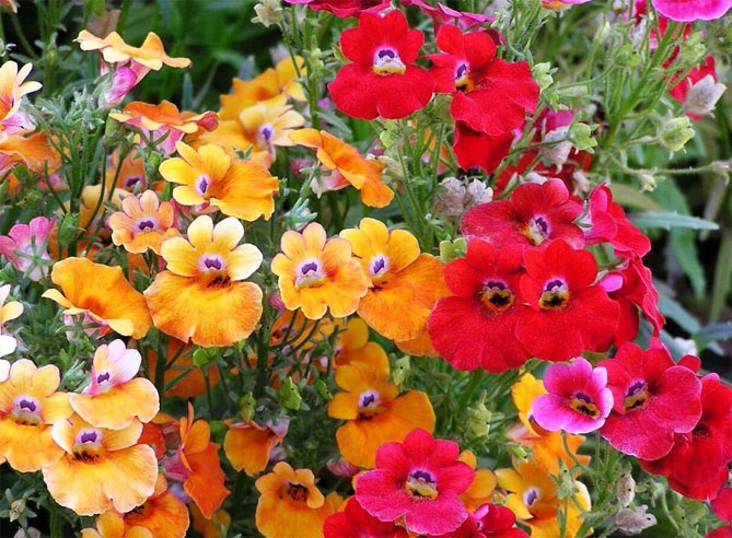 Цветы немезии - выращивание из семян, посадка в открытый грунт, уход, фото2