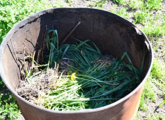 Необычный способ выращивания огурцов в бочке: как получить хороший урожай?
